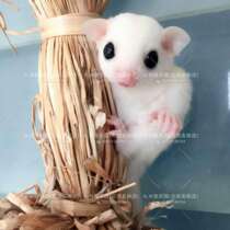 Honey kangaroo Cubs live little flying mouse Cubs baby honey kangaroo cute pet Net red honey deposit