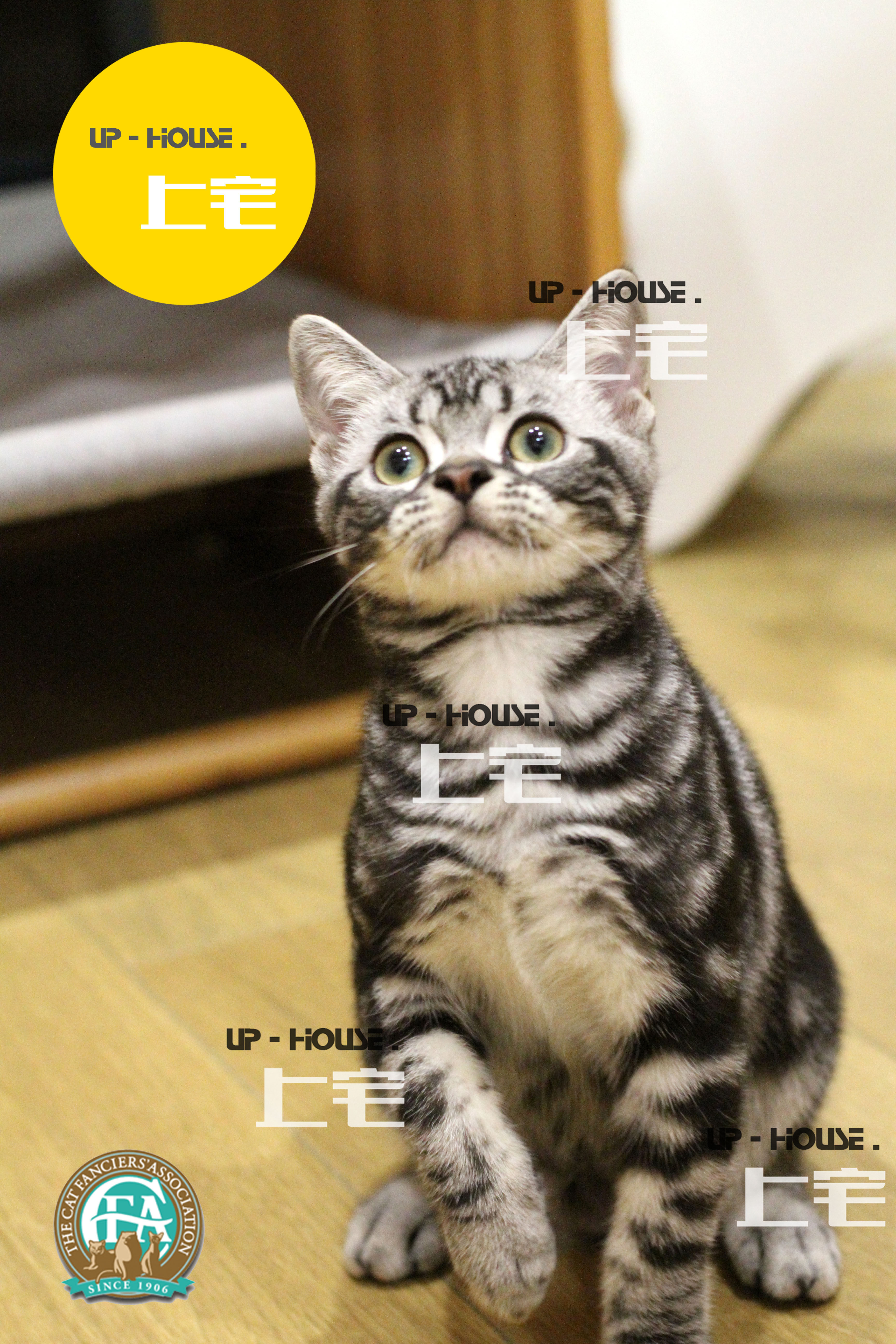 Shangzhai cat house▲CFA purebred American shorthair American short silver tabby live pet kitten▲XKL▲DD