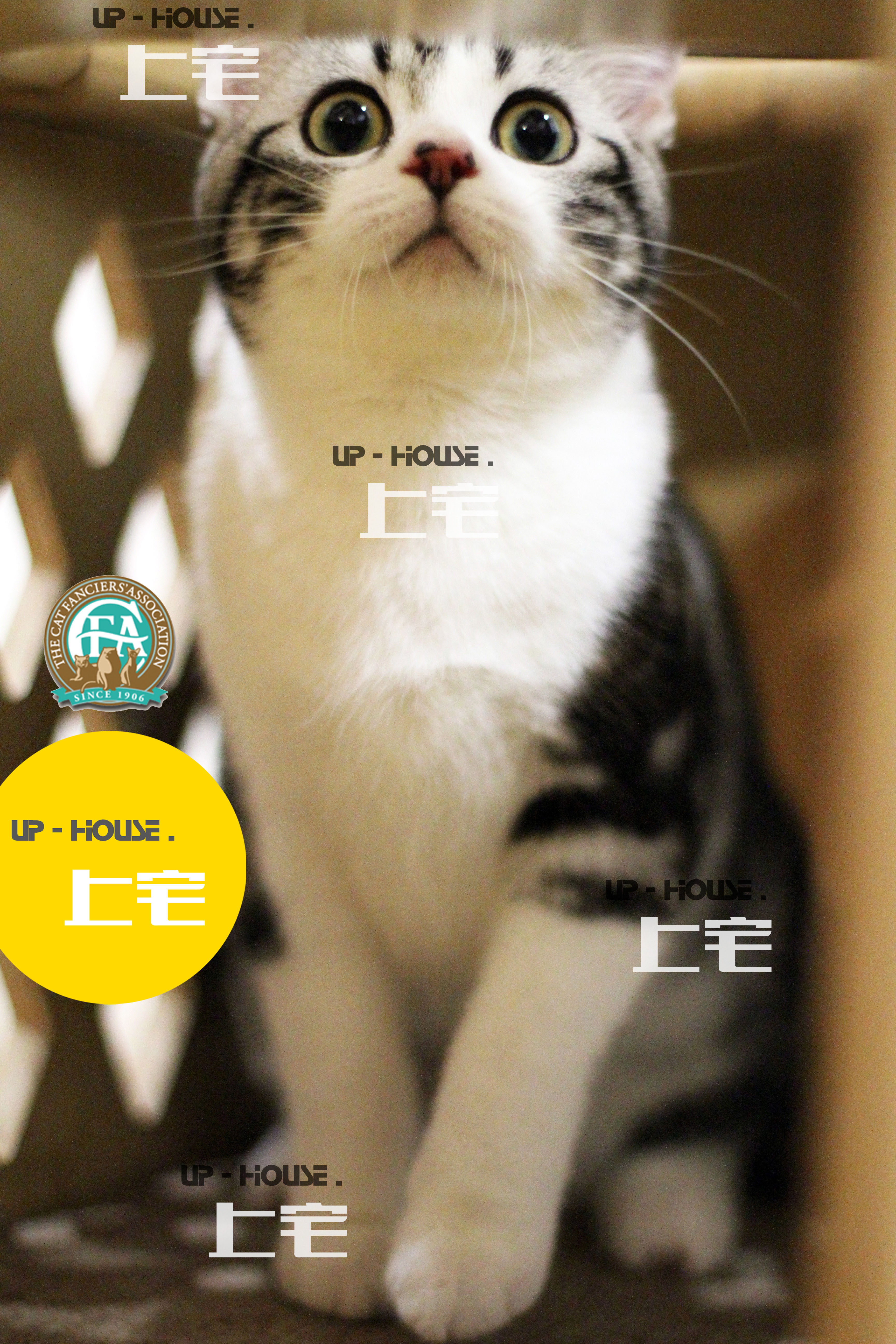 Mansion U P-H O U S E-C F A US short hairy cat beauty short silver tiger spotted with white living kitty PUSY O Y O'M M M