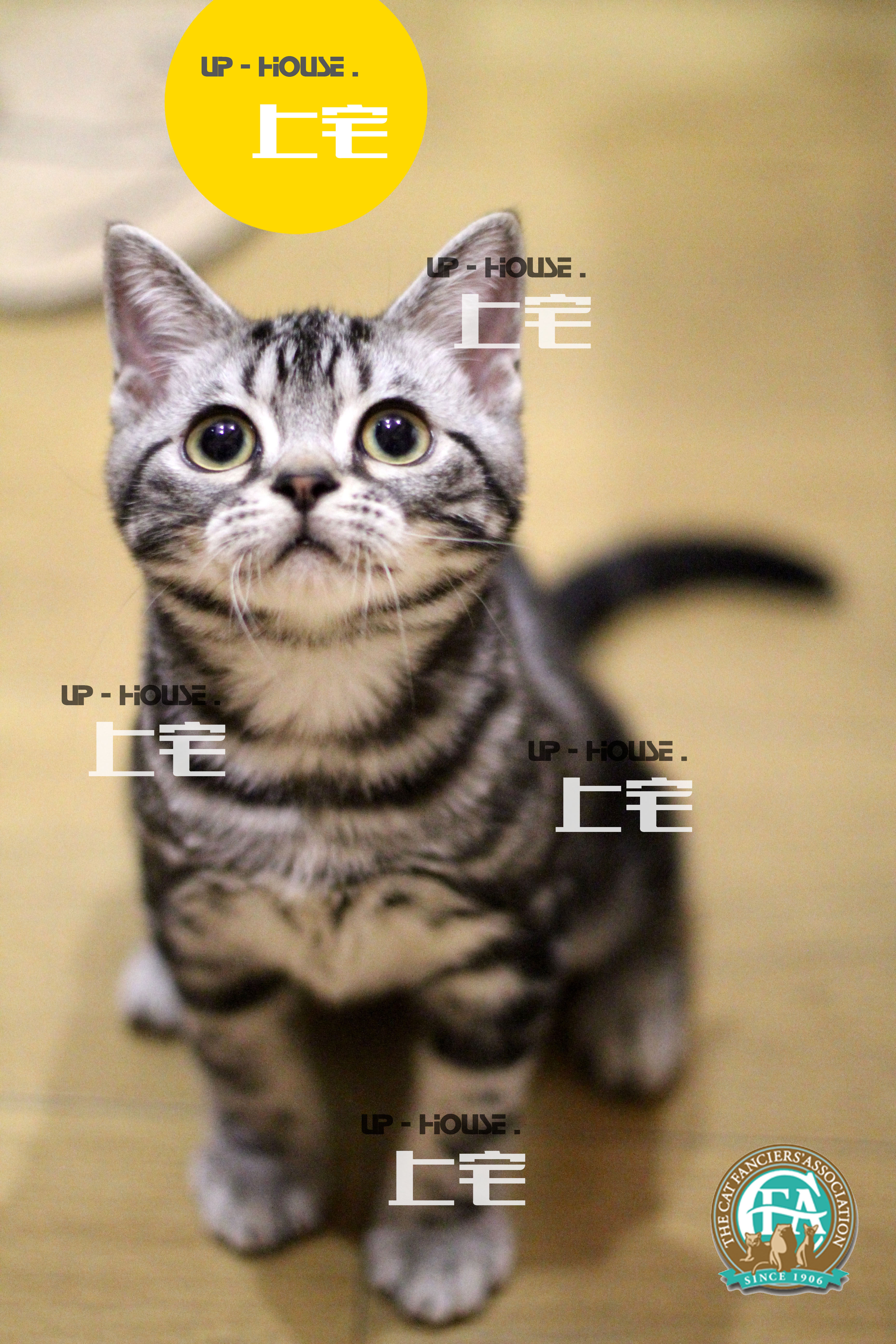 Upper house U P-H O U S E.C. F A US short hairy cat beauty Short silver tiger spotted with white cheese Living Cat USB U D D D