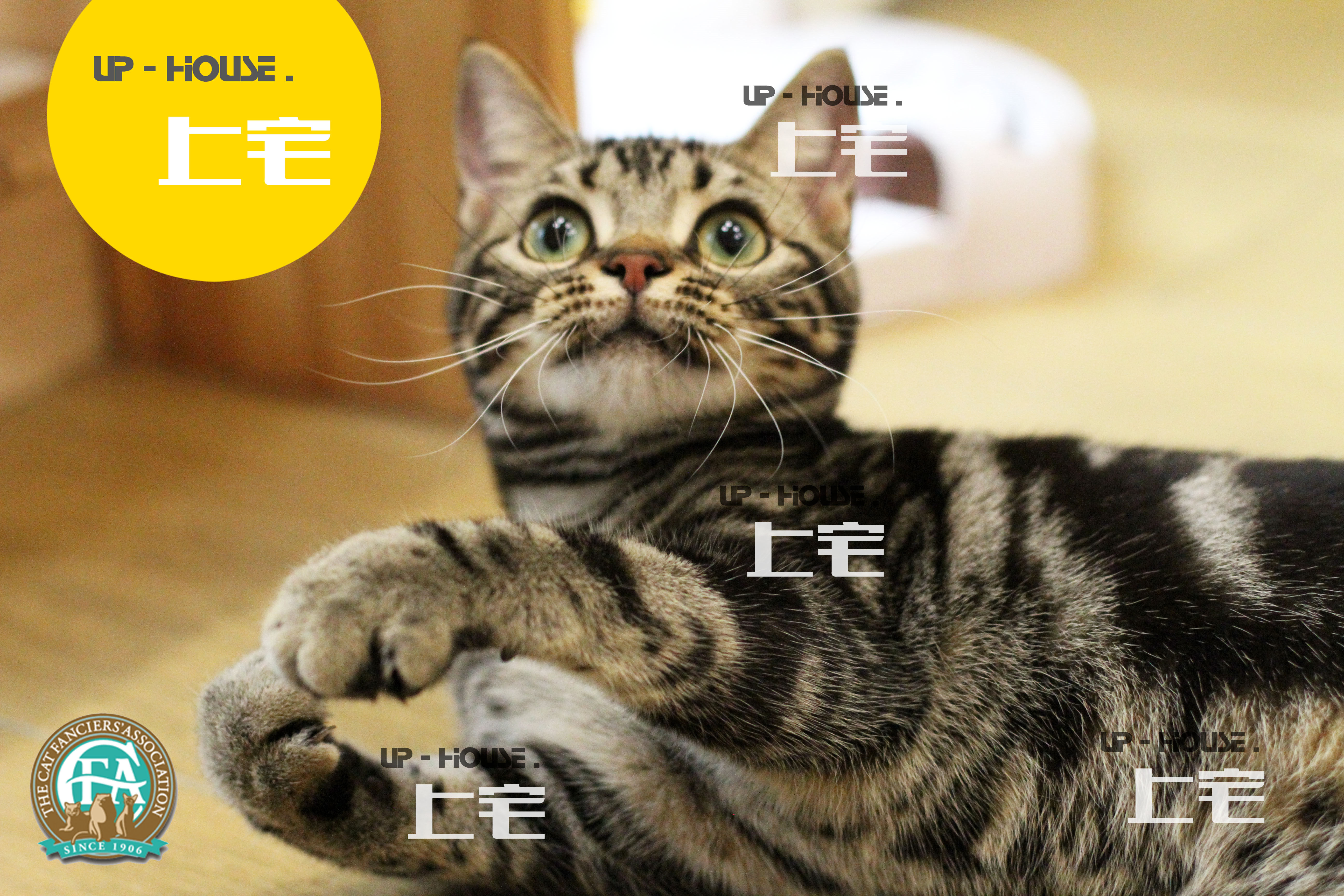UP-HOUSE / CFA American Short Cat Race Class Beauty silver tiger live pet cat PO / MM