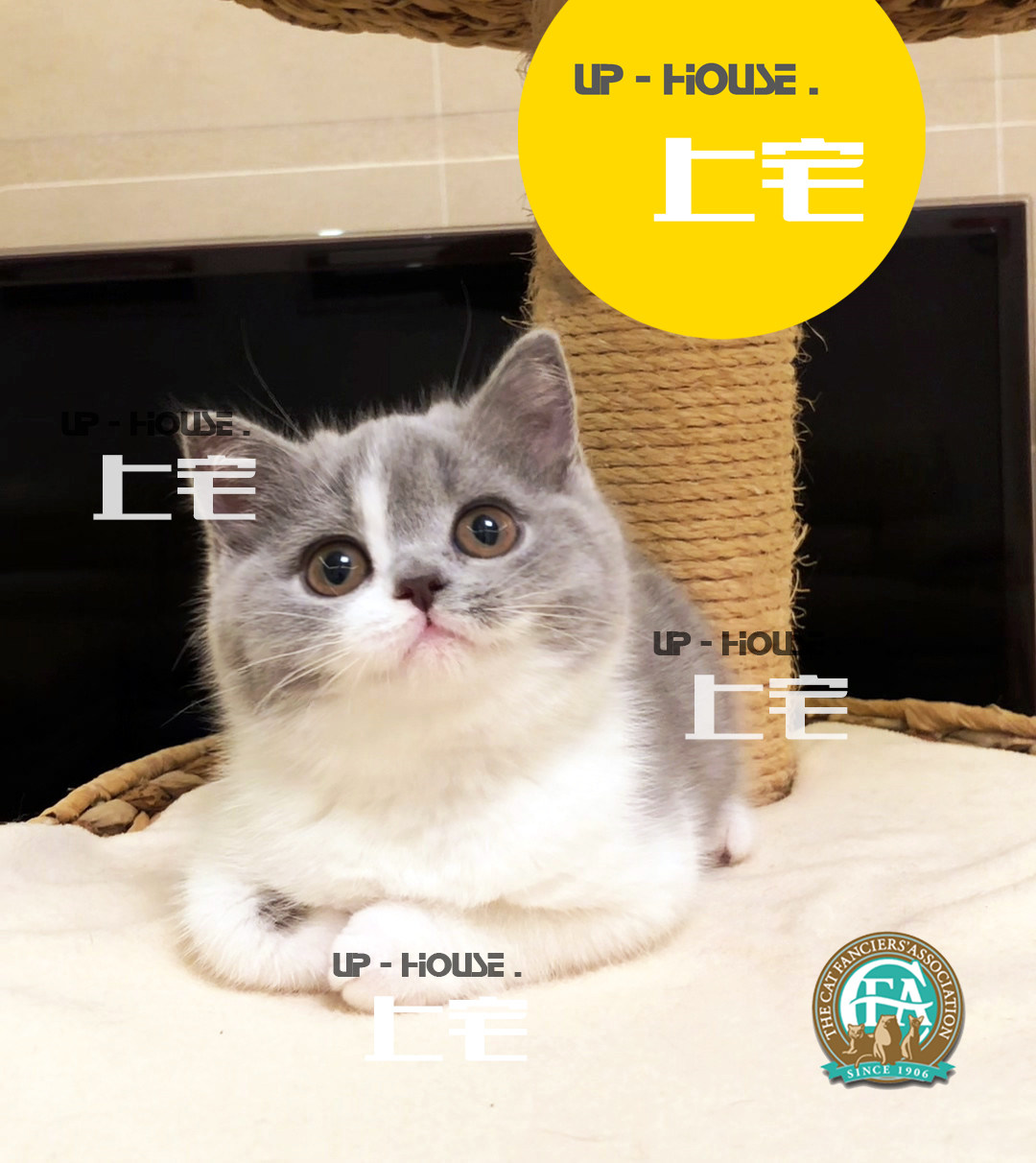 Upper House Cat House Feline C F A Pure Breed Racing Class English Short Blue Cat British Short Hair Young Cat Living Pets S and M Australia Blood