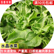 Ice Vegetable Seed African Specific Multimeat plant Balcony Potted Plant Four Seasons Iced Grass Crystal Ice vegetable seed Vegetable Seed