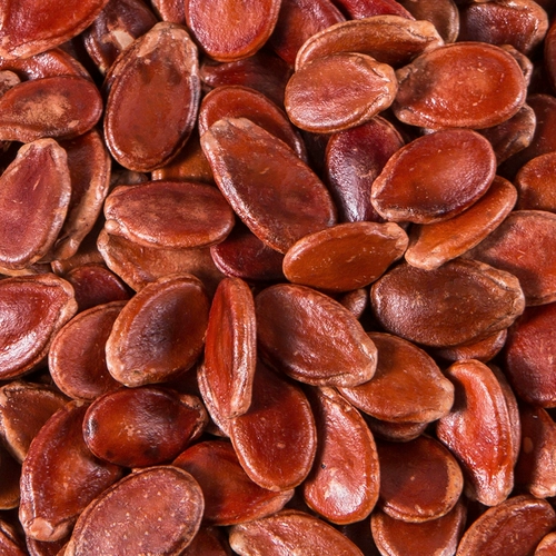 Tianyu Puki 鹅 Goose Seeds 450G 峁  煳 煳 煳 子 缗 缗 缗 缗 缗 缗 缗 缗 缗 缗 缗