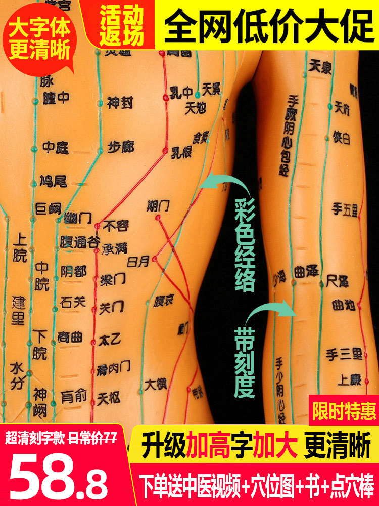 Human acupuncture model Meridian acupuncture points Traditional Chinese Medicine whole body twelve copper man model figure villain needle practice small skin man