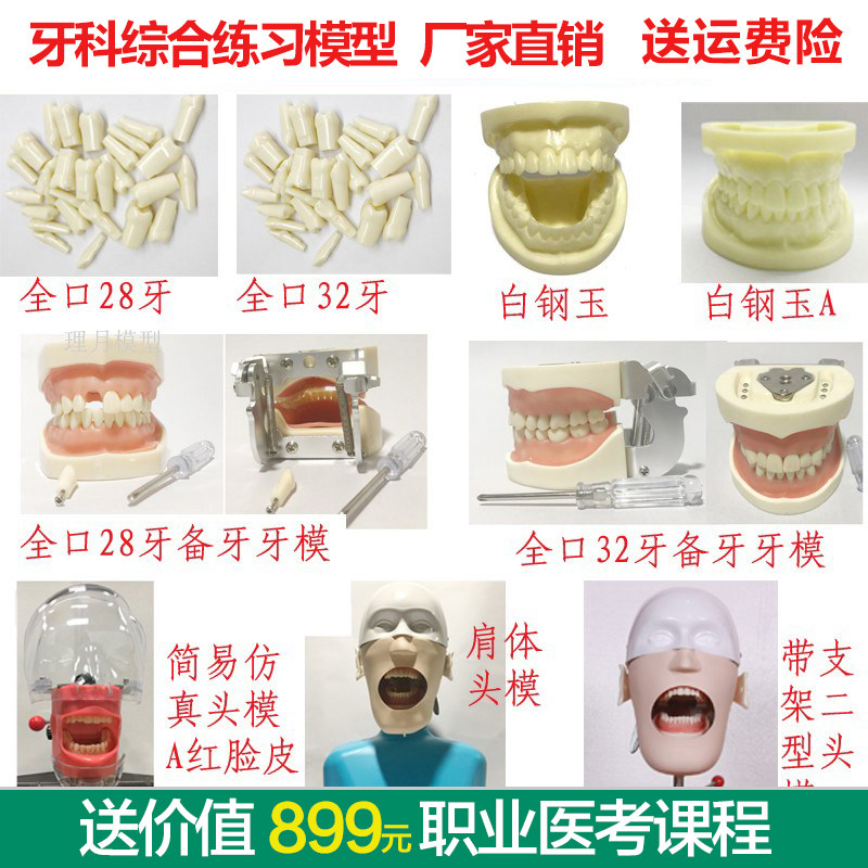 口腔彷真人头模型树脂牙粒备牙标准考试专用牙模离体牙开髓牙齿牙模型