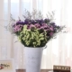 Purple+Pink+Huang Bo+Lover's Grass