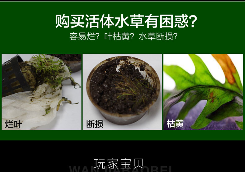 水草鱼缸造景有茎类中后景草红绿宫庭铁皇冠青椒草羽裂草水榕 玩家宝贝 水草鱼缸造景有茎类中后景草红绿宫庭铁皇冠青椒草羽裂草水榕 玩家宝贝