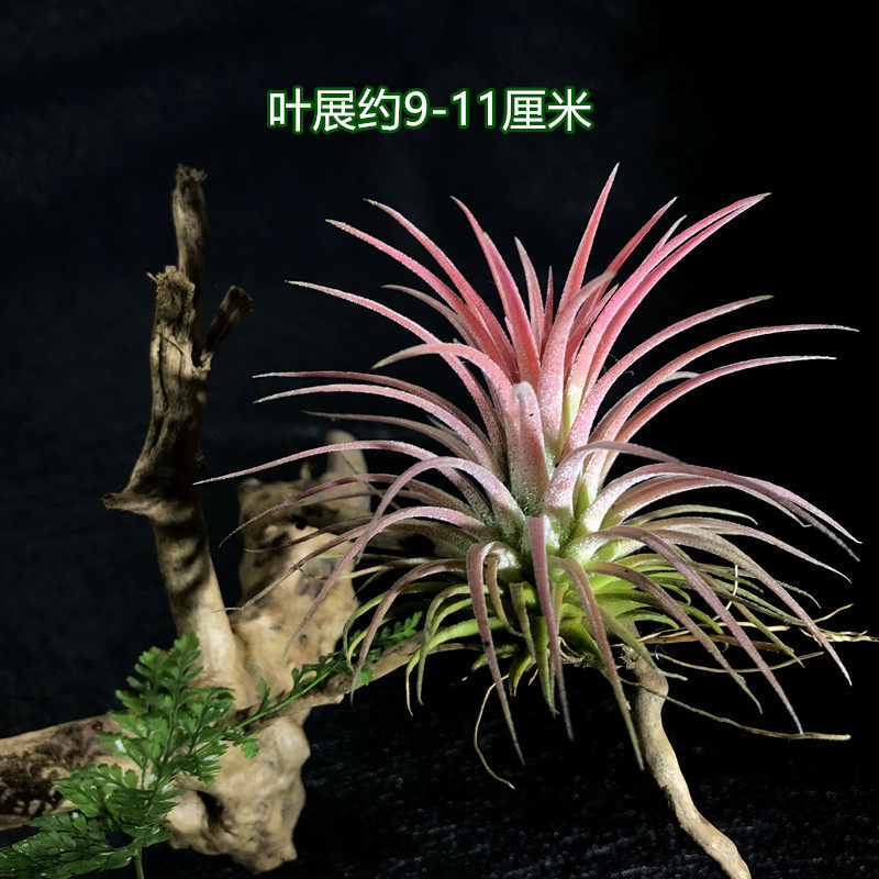 Air Pineapples Red Elf Sloth Vegetal plant-free plant Amphibious Vat-built Scenery Rainforest Vat pet Scape Plant