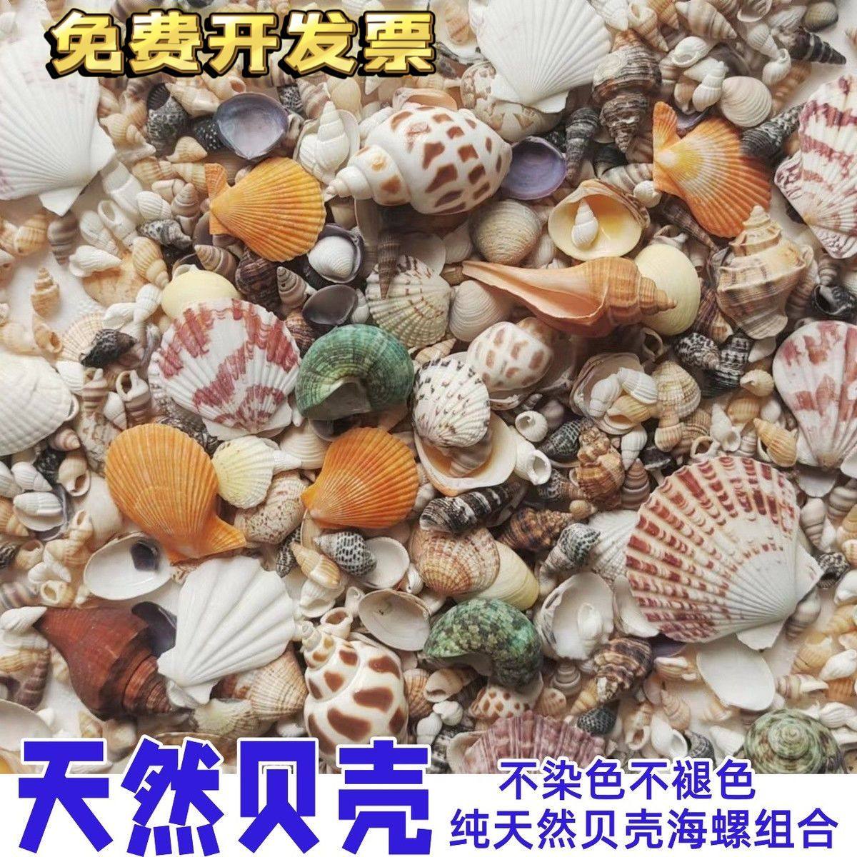 本物の天然貝殻と巻貝、幼稚園児向けのDIY材料、水槽の景観装飾