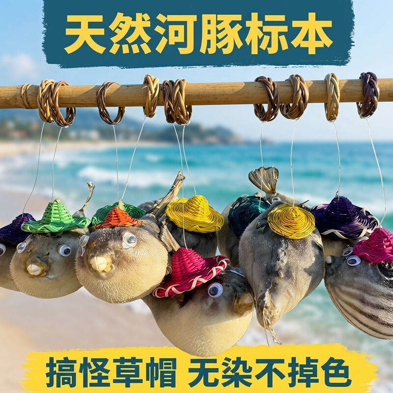 Free Shipping Natural Pufferfish Specimen Pufferfish Bubble Fish Pendant Collection Extra-Large Conch Shell for Aquascaping