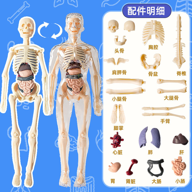 Movable Human Body Model Organ Structure Disassembly and Assembly Skeleton Internal Organs Muscles Medical Simulation Anatomy 3D Science and Education Toy