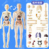 Movable Human Body Model Organ Structure Disassembly and Assembly Skeleton Internal Organs Muscles Medical Simulation Anatomy 3D Science and Education Toy