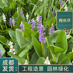[水生花卉植物梭鱼草 海寿花 池塘绿化挺水生植物湿地浮岛净化水质]