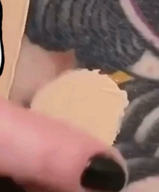 Kem che khuyết điểm! Karma Dermacol Kem che khuyết điểm che phủ tàn nhang ema Chính hãng ủy quyền che khuyết điểm kill cover