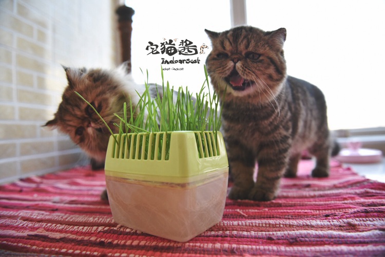 Nhà mèo sốt mèo ăn nhẹ mèo cỏ tẩy lông bóng bàn tay của chính mình để nuôi dưỡng nhiều màu sắc cảm xúc tóc ngẫu nhiên - Đồ ăn nhẹ cho mèo thức ăn cho mèo catsrang