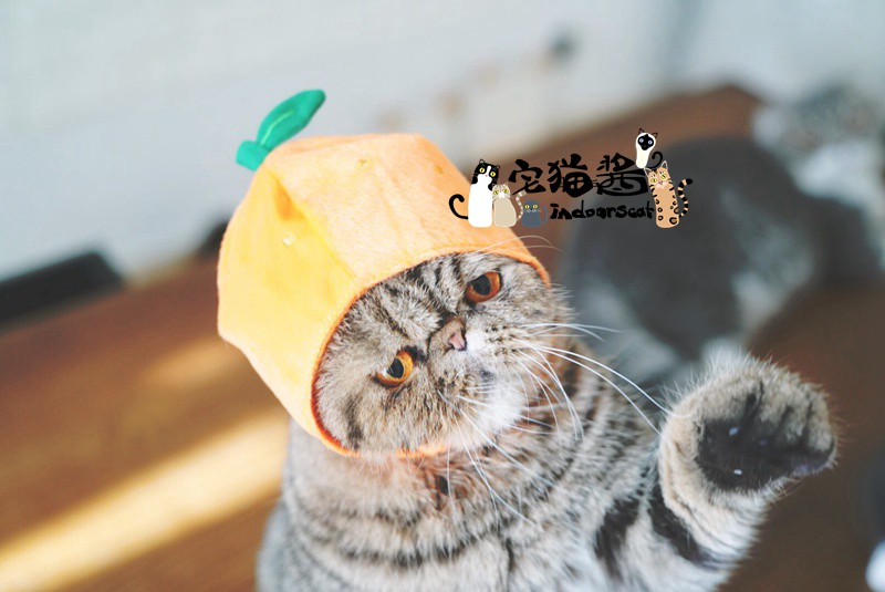 Nhà mèo nước sốt petio piedi biến đổi trang phục mèo cosplay nhiếp ảnh trang phục mũ nón thú cưng - Quần áo & phụ kiện thú cưng áo cho chó phốc