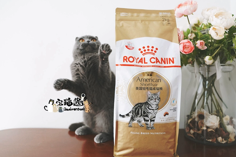 House Cat Sauce Royal Canin Royal Cat Food Beauty Short Cat Food ASA31 Shorthair Cat Main Food 2kg - Cat Staples