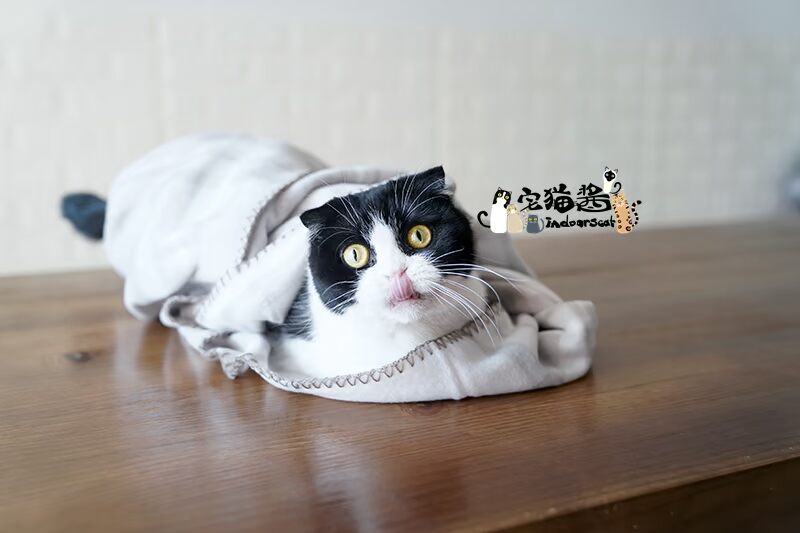 Nước sốt mèo nhà Cho mèo chăm sóc như em bé Chăn mèo cưng Chăn ấm và thoải mái - Cat / Dog hàng ngày Neccessities 	bát thức ăn cho chó	
