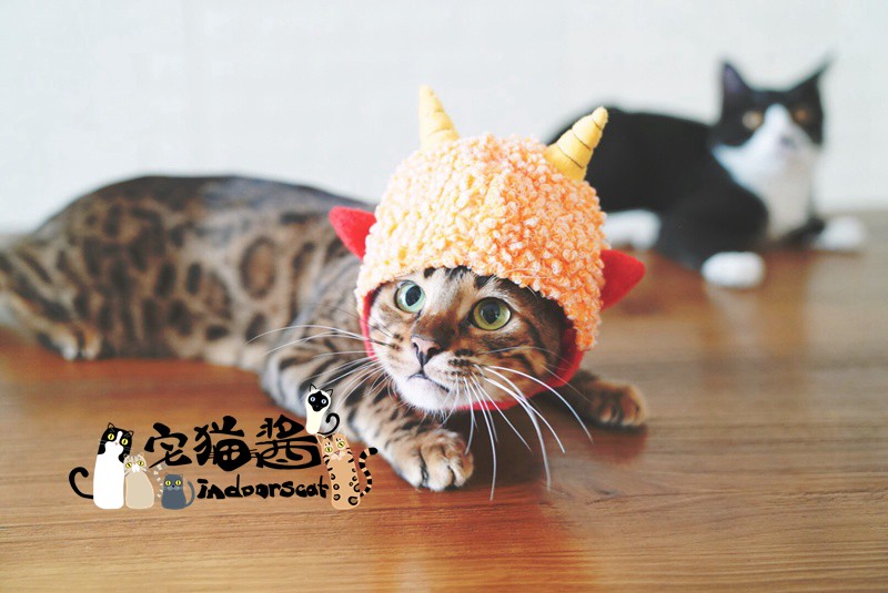 Nhà mèo nước sốt petio piedi biến đổi trang phục mèo cosplay nhiếp ảnh trang phục mũ nón thú cưng - Quần áo & phụ kiện thú cưng áo cho chó phốc