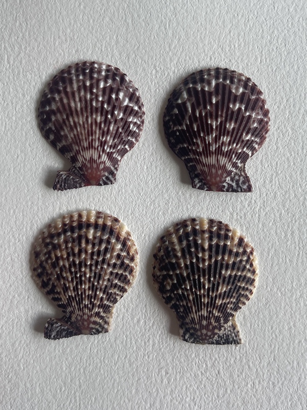 Natural Double-Shell Black Scallops, Relatively Rare, 2 Pairs