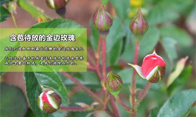 金边玫瑰750-2