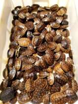 Zhengzong Nanshi Gold Line Turtle Cash Money Grass Turtle China Grass Turtles Pet Tortoise Living Spectator Turtle Living Things