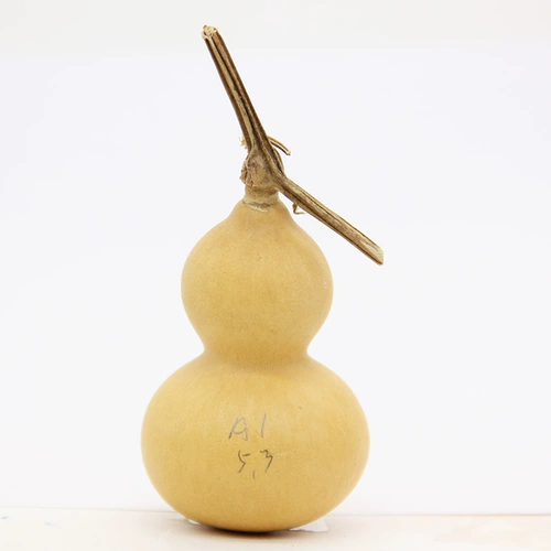 Натуральный скручивающий текст, играющий маленькие украшения тыквы, одна вещь, одна вещь, железо, золотая трава золотой бутик, фактическая стрельба для головы дракона