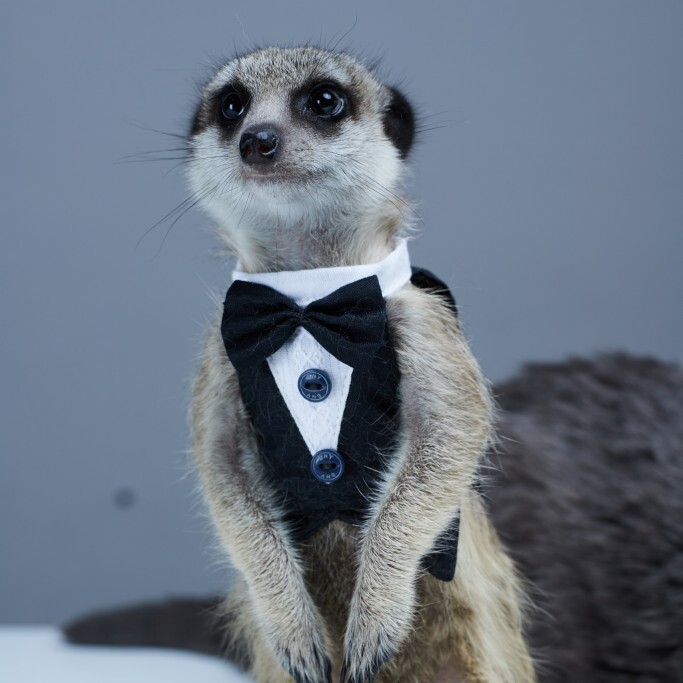 【Suit-Style Harness for Pets】 Meerkat, Sugar Glider, Groundhog, Chinchilla, Angora Guinea Pig, Gerbil