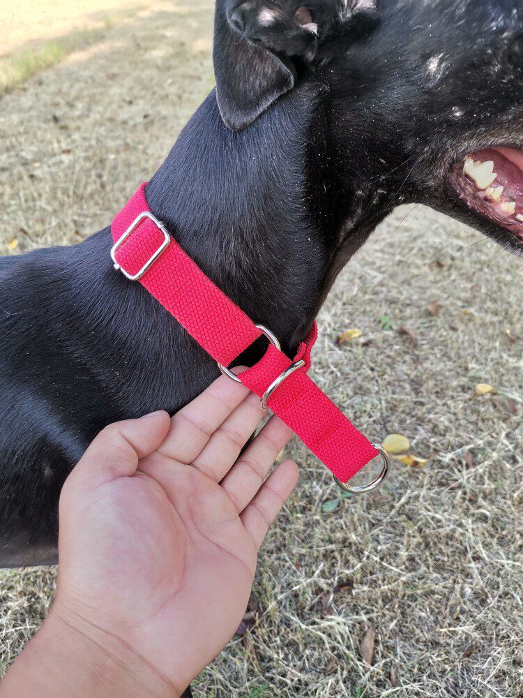 Reed neck condom adjustable collar of the Lingti Dog Gree Dog Hubbit Dog special traction rope tightened P chain