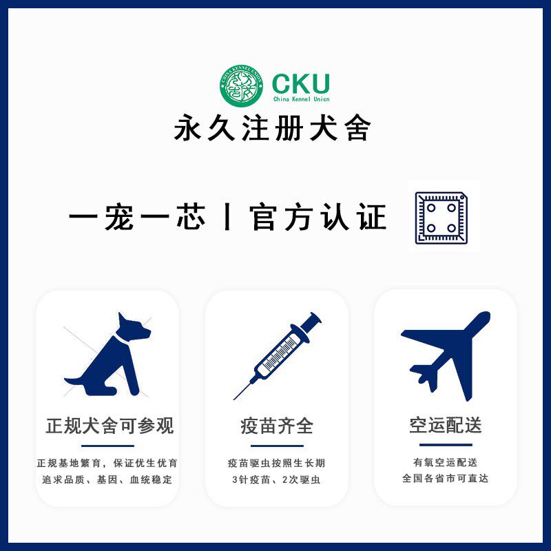 北京纯种可卡幼犬：赛级双血统，英国可卡犬的优雅与活力👑🐾-狗狗-淘宝百科网
