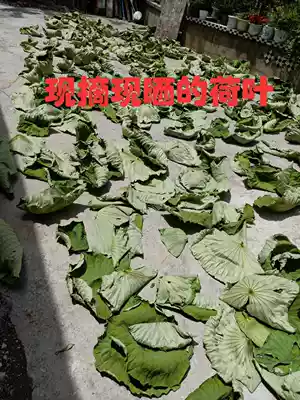 Vegetable dye Pure vegetable dye Yellow dye Freshly picked Lotus leaf 500g