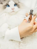 БЕСПЛАТНАЯ ДОСТАВКА Японская собака Mano HB Cat с ножницами ручной ножницы ручной