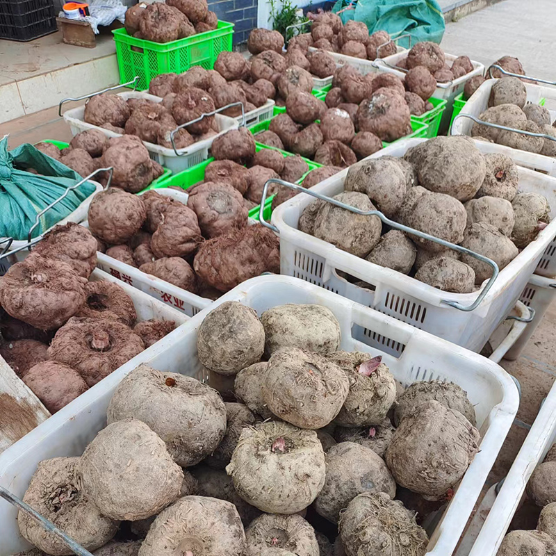 Yunnan raw konjac fresh now dig big and authentic to make tofu raw material ghost grinding taro konjac head 