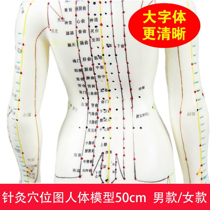 Acupuncture Acupoint Bitmap Human Body Model Meridians Combed Home Acupoint Teaching Model 50cm Men and women Full body model-Taobao