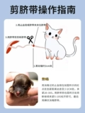 Кошачья игрушка для кошек девять -летняя магазин пять цветов кошелек домашних животных, которые можно производить для производства беременных для беременности.