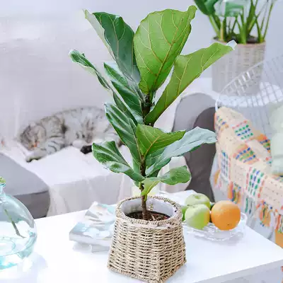 Huiyou big leaf Qin leaf Banyan indoor potted living room office green plant to feed the Nordic flowers four seasons to absorb formaldehyde