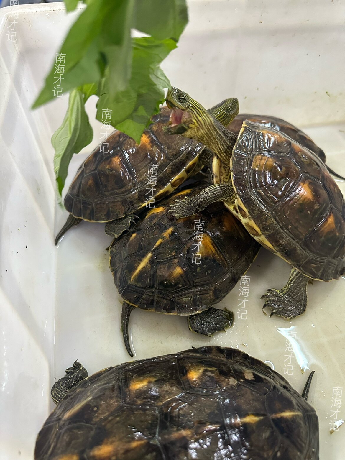 养只大乌龟当宠物?特大素食乌龟养成记,养到十多斤不是梦!🐾🌱-龟-淘宝好物网