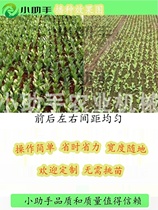 Seedling help spinach hand-picked vegetables Xiaobuxiang green seeder vegetables vegetables Angelica multi-functional high-precision adjustable electric