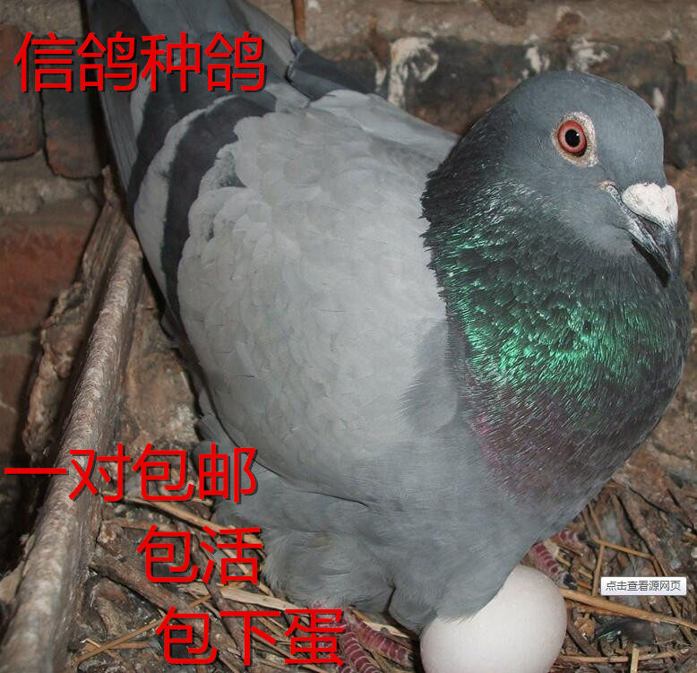 dove bird online shopping