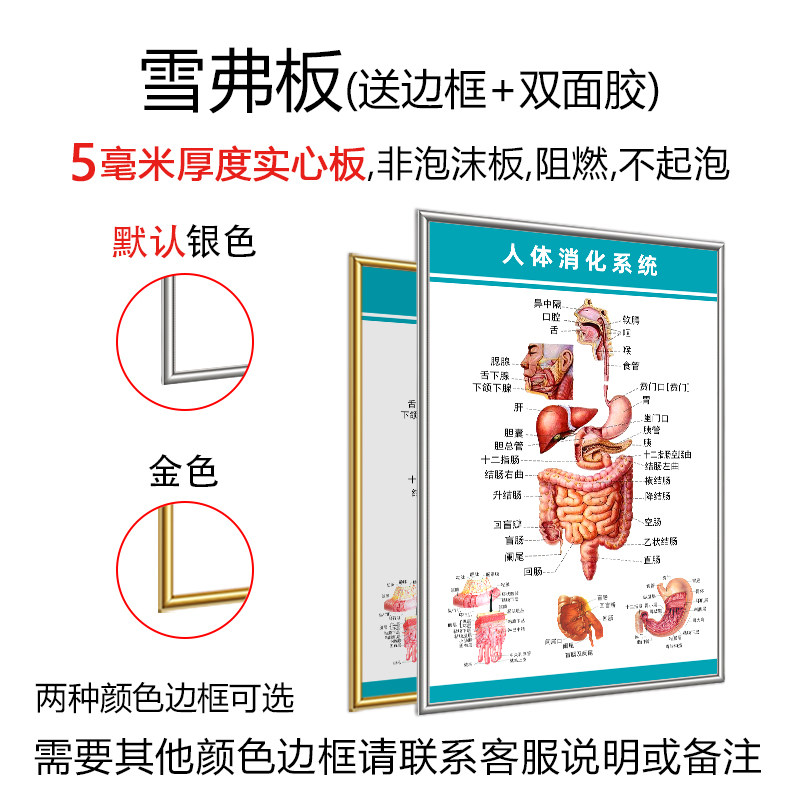 Human Body System Colorful Anatomy Wall Chart Digestive System Structure Diagram Viscera Organ Medical Promotional Poster