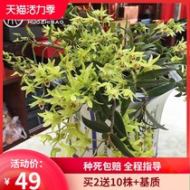 Huo Zhibao Huoshan Dendrobium dendrobium flower dendrobium seedlings 3 years 20 edible maple bucket fresh strips planting