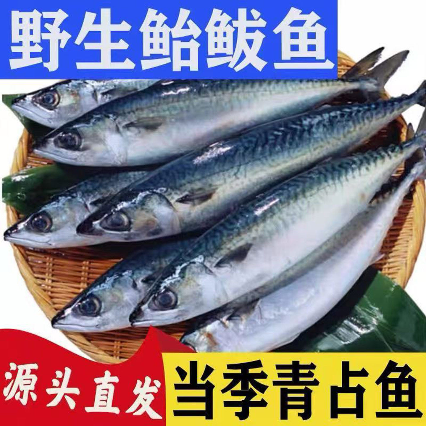 如何选择净重无冰衣新鲜速冻青占鱼整条深海青花鱼?-马鲛鱼-淘宝百科网