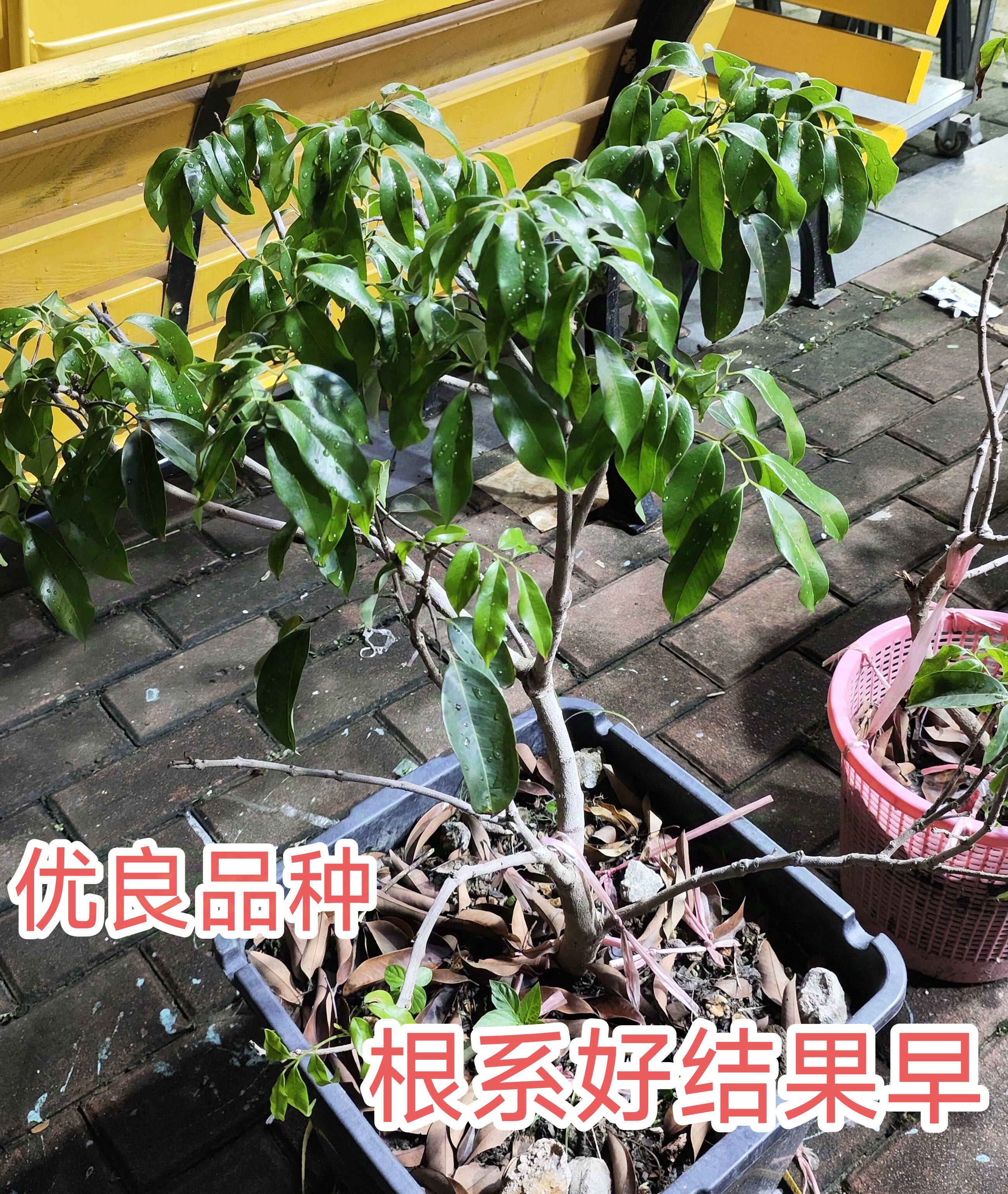 2025年高端送礼必选：增城正宗挂绿荔枝贡品是否值得选购？