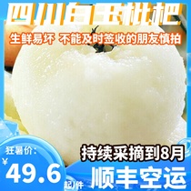 SF air transports white jade loquat large fruit fresh delicious juicy and sweet fruit for pregnant women now picked and grown