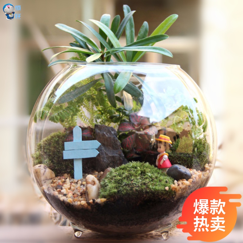 Glass Moss Small Bottle Microscape Eco Bottle Creative Gift Gift Plant World Cosy Cottage Pediatrics