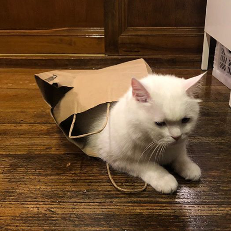 作为猫奴 了解猫咪的4种举动吗?—新品