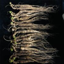Changbai Mountain fresh forest ginseng 300g 18 pieces of slightly residual ginseng