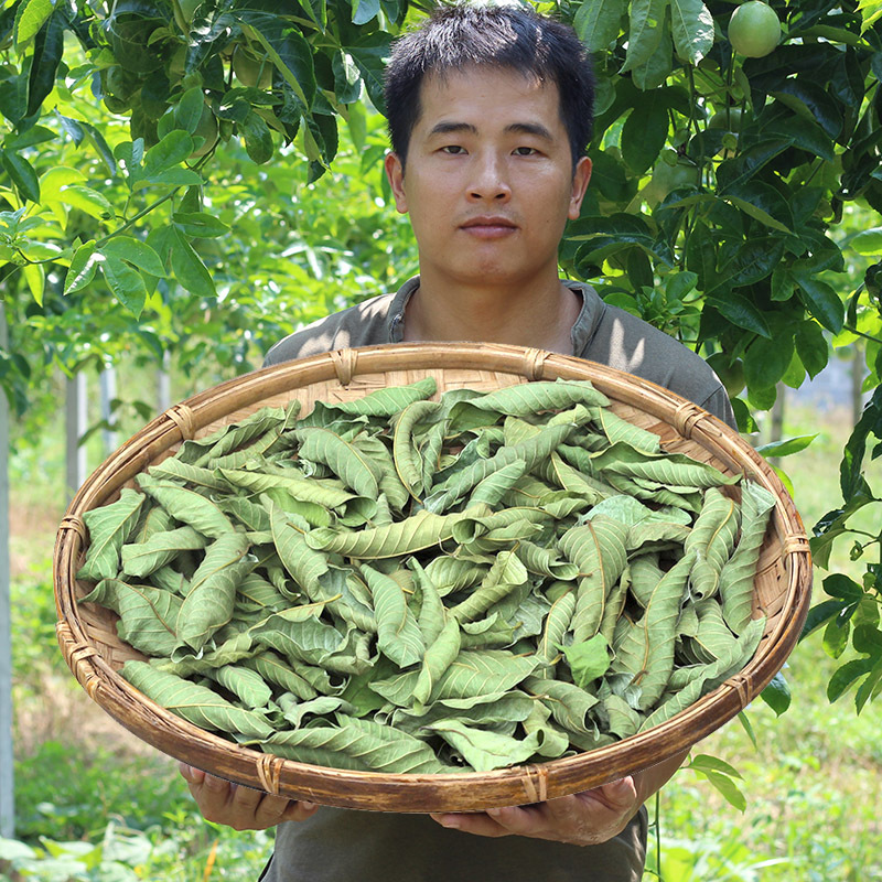 Guangxi Guava Leaves 500g Guava Leaf Tea Natural Sun-Dried Leaves Guava Leaf Tea