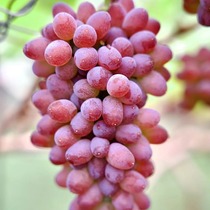 (Yunnan Jasmine Grape) Entrance Sweet и Thin Seedless почти без кислоты 